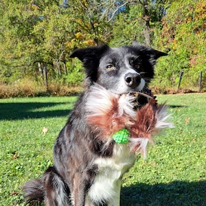 May include: A black and white border collie dog sitting in a grassy field, holding a brown and green toy in its mouth.