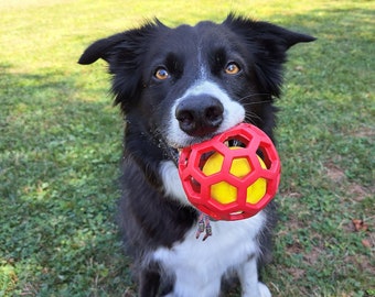 May include: A black and white border collie dog is sitting in a grassy field and holding a red and yellow rubber ball in its mouth.