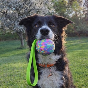 May include: A black and white dog with a colorful ball in its mouth and a green leash. The dog is sitting in a grassy area with trees and a bright sky in the background. The ball has a rainbow pattern.
