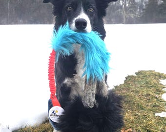 May include: A black and white Border Collie dog holding a blue and red dog toy. The toy has a blue, fluffy end and a red, coiled handle. The dog is in a snowy outdoor setting.