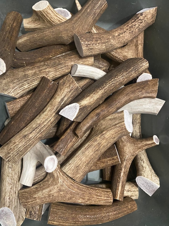 Naturally shed elk antlers for dogs outlet