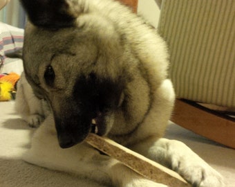 May include: A brown and white dog with floppy ears chews on a long, light brown bone. The dog is sitting on a light brown carpet.
