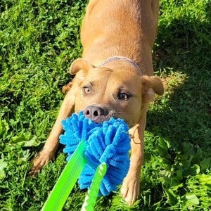 May include: A brown and tan dog with a blue and green chew toy. The dog is lying on its side with its head tilted to the side. The dog is looking at the camera.