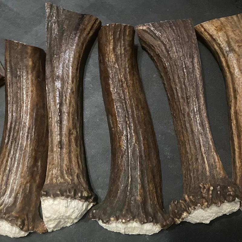 Moose Antlers - Etsy