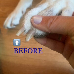 May include: Close-up of a dog's paw with long, white nails. The nails are being trimmed. The text "BEFORE" is written below the paw.