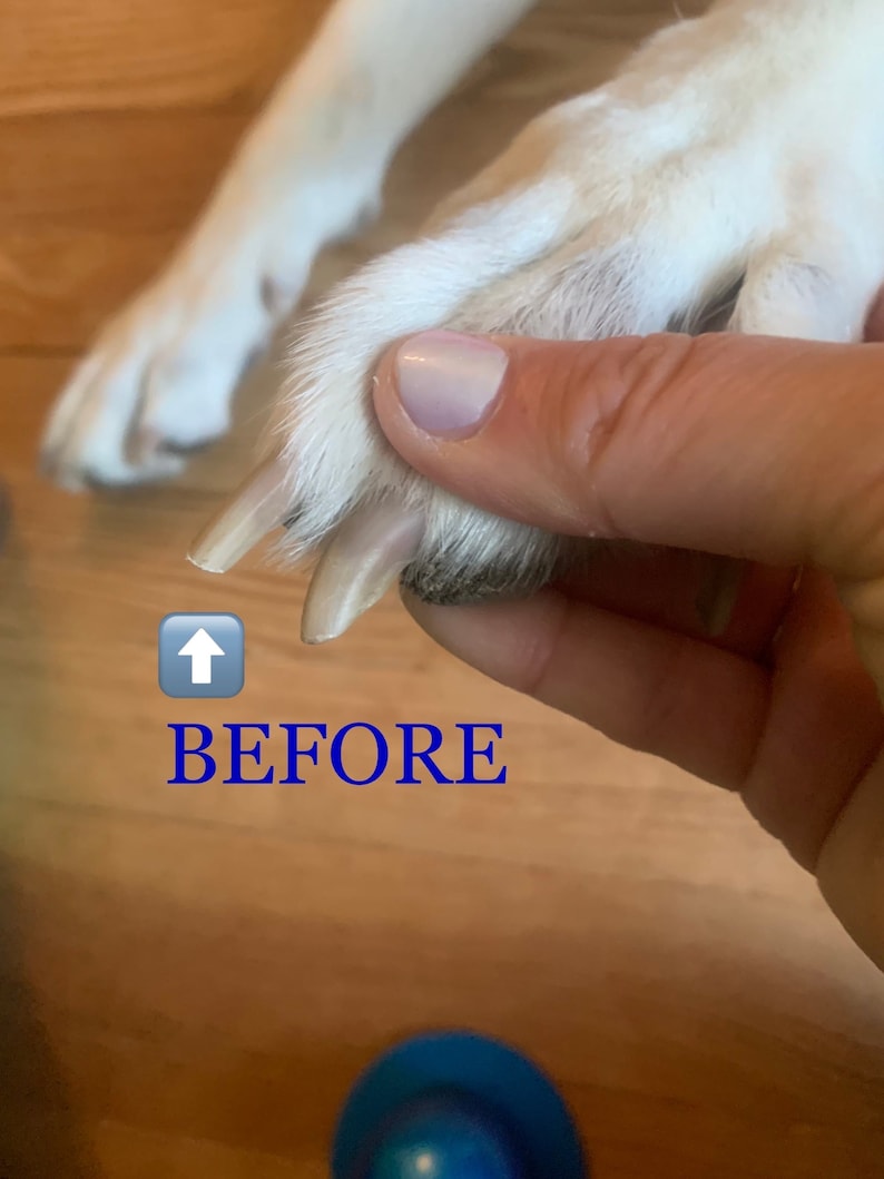 May include: Close-up of a dog's paw with long, white nails. The nails are being trimmed. The text "BEFORE" is written below the paw.