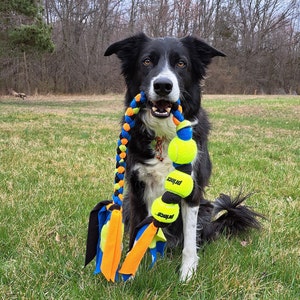 May include: A black and white border collie dog is sitting in a grassy field, holding a blue, orange and black rope toy with three yellow tennis balls attached. The tennis balls are labelled "Prince".