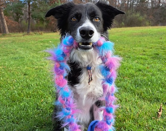 Peut inclure: Un chien border collie noir et blanc assis sur de l'herbe verte, tenant un jouet en corde tressé rose et bleu dans sa gueule.