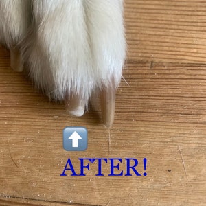 Standard Forever File (3") ~ Knobby Nails image 4