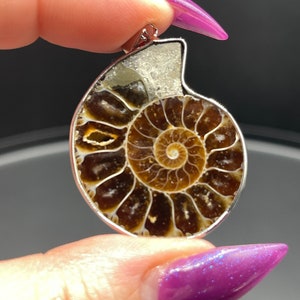 May include: A pendant featuring a polished ammonite fossil encased in a silver-colored metal frame. The fossil displays a spiral pattern with shades of brown and tan. The pendant is held up by a silver loop for a necklace.