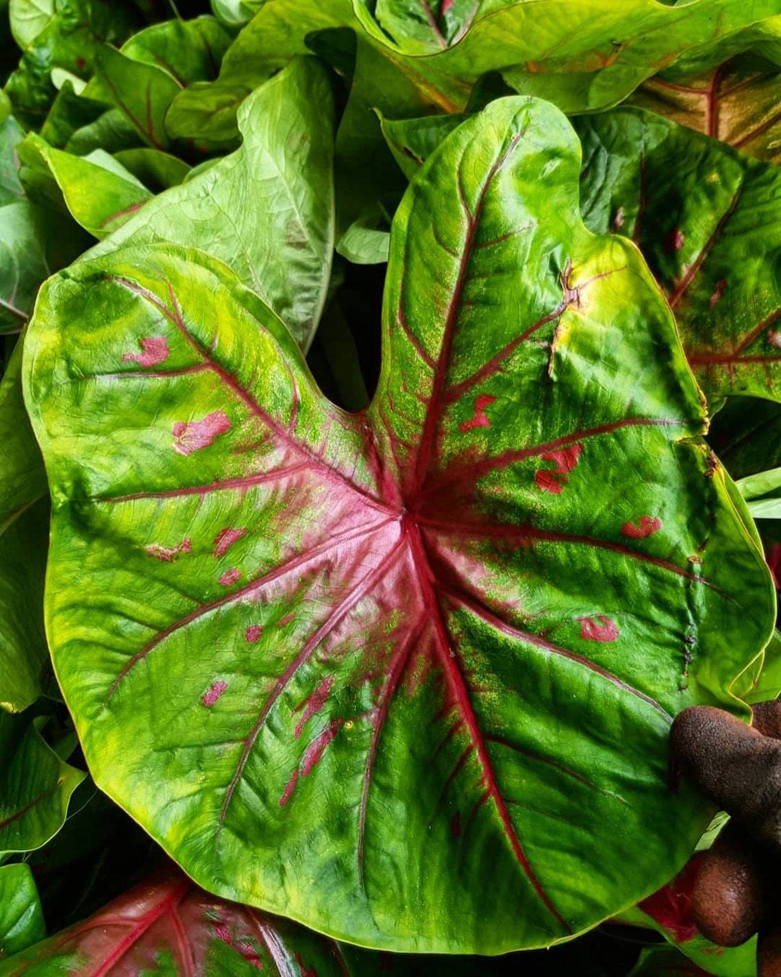 WHOLESALE Caladium Bulbs Wholesale Caladiums Red Variety Etsy