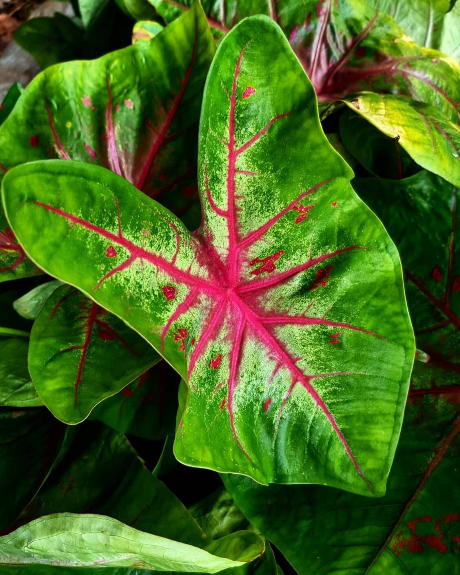WHOLESALE Caladium Bulbs Wholesale Caladiums Red Variety Etsy