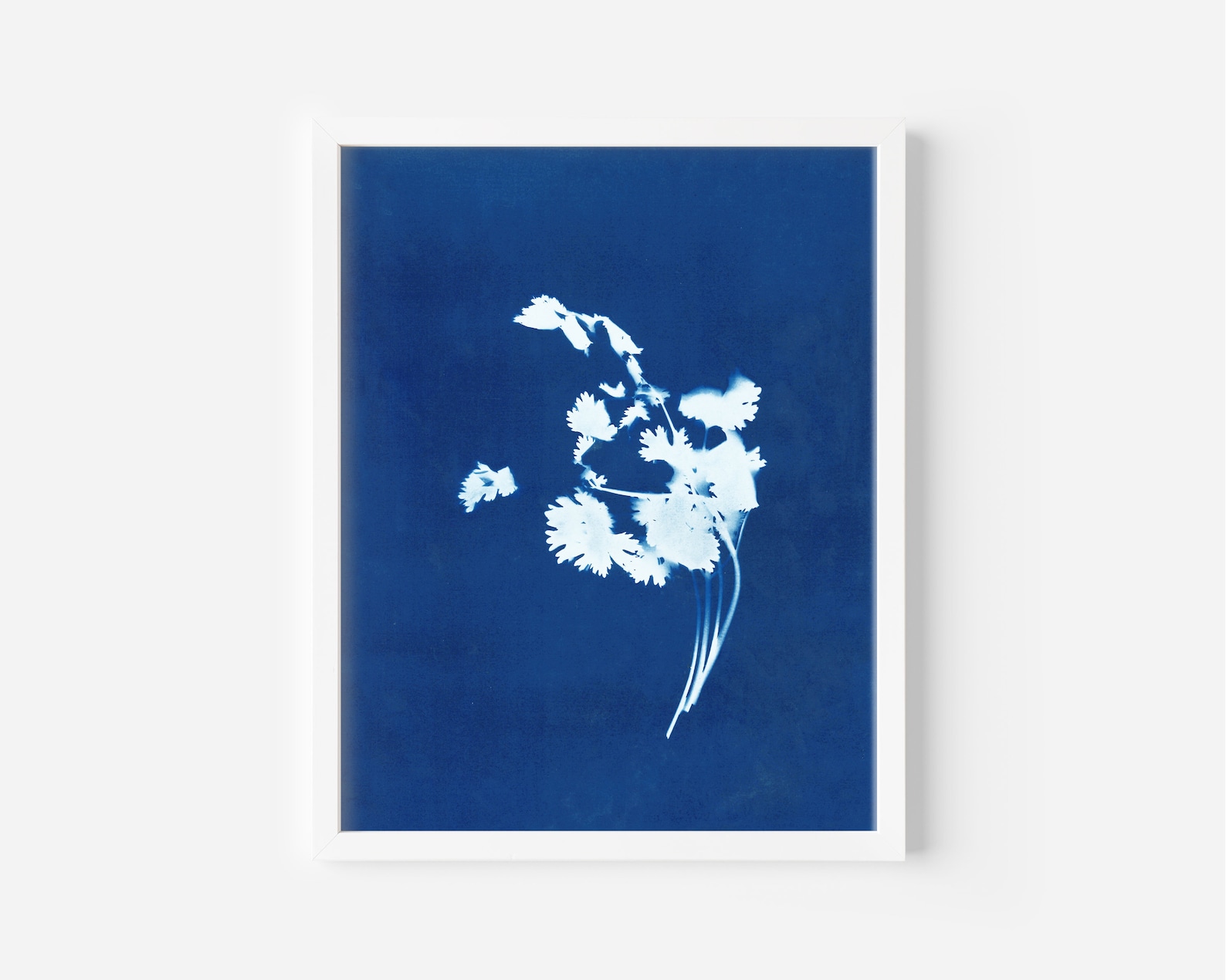 Herb Cyanotype Cilantro Herb Blue Printable Instant Etsy