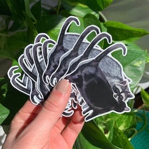 Cat Racoon Sticker