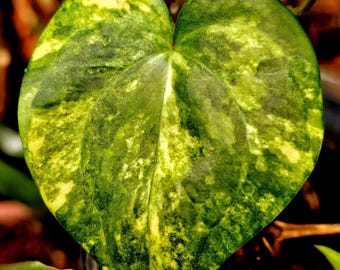 Anthurium clarinervium variegated, stable variegation, 4-inch pot. US Seller