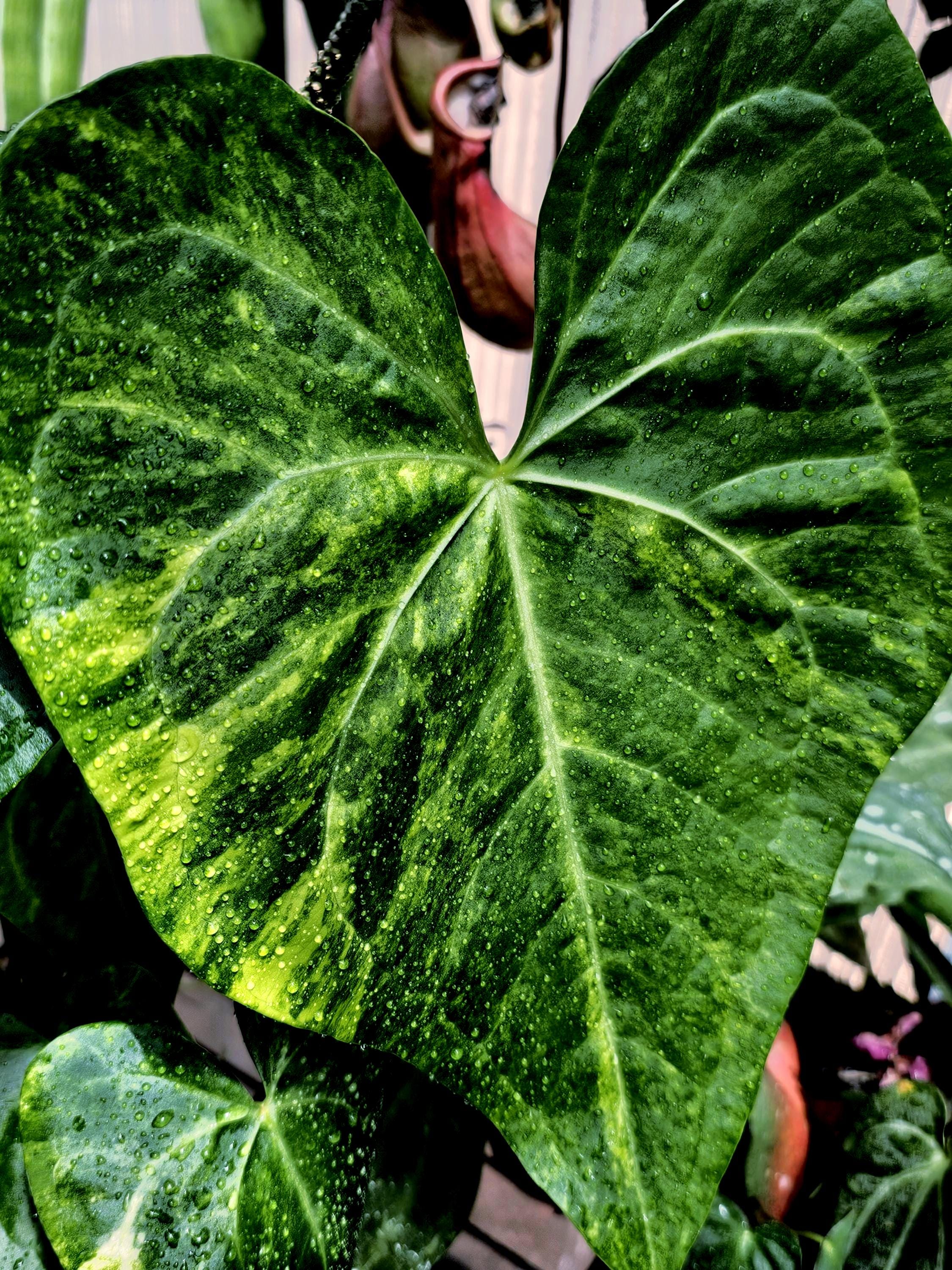 baby deliciosa monstera Monstera Deliciosa 'Compacta' with Kunzo Tags *Grower's Choice*  Rare  Plant Fairy