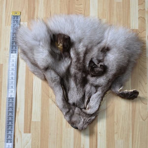 Blue fox head