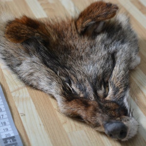 Coyote head