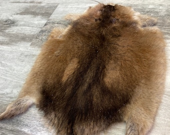 Muskrat skin with bald spots