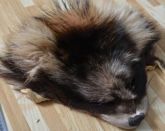 Finnish raccoon head / Finn raccoon head