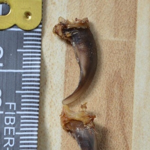 Wild fox claw