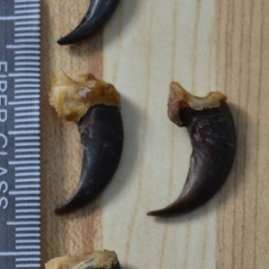 Coyote claw / Coyote claw