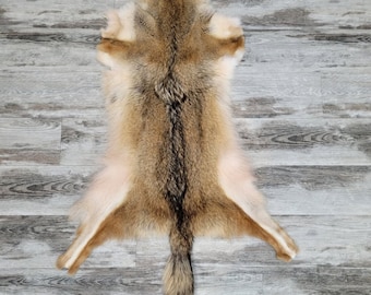 Eastern coyote skin