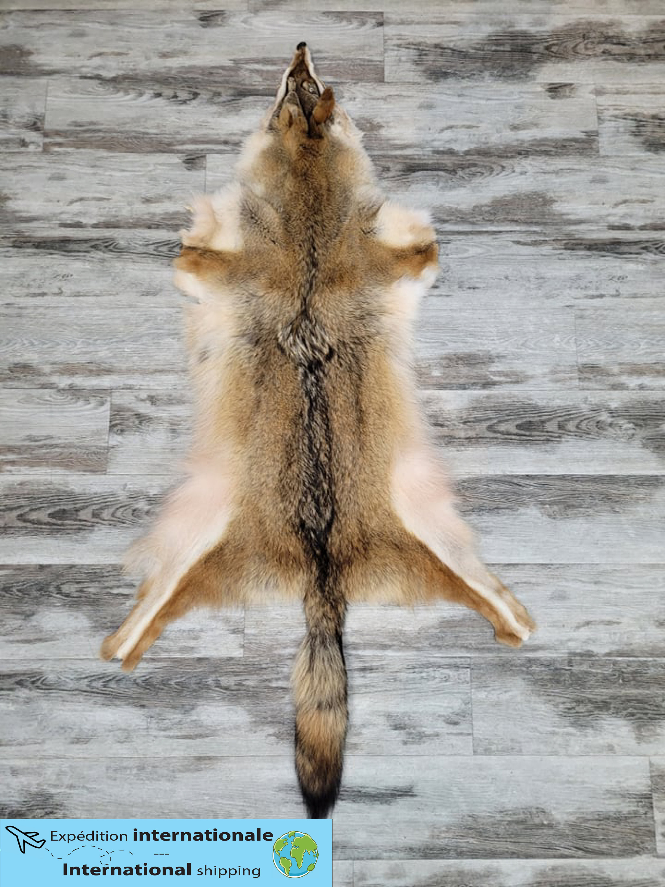 RED FOX PELT  BILODEAU Canada