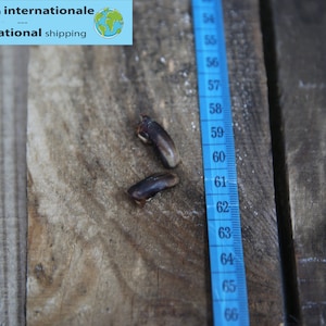 Puede incluir: Dos objetos de color marrón oscuro están sobre una superficie de madera desgastada junto a una cinta métrica azul. La cinta muestra medidas de 137 a 168 cm. Los objetos parecen semillas o vainas pequeñas.