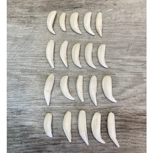 20 Dents de Raton Laveur / 20 Raccoon teeth