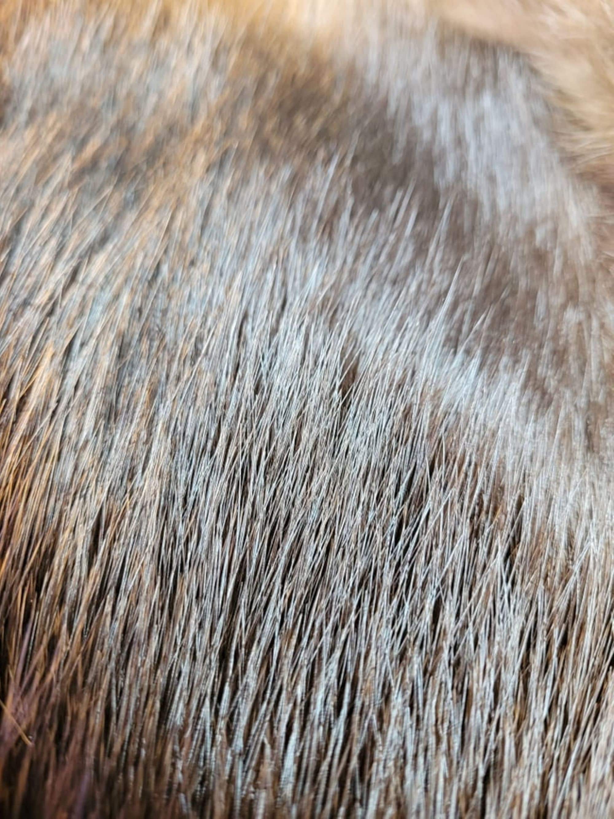 Round Beaver Skin - Etsy