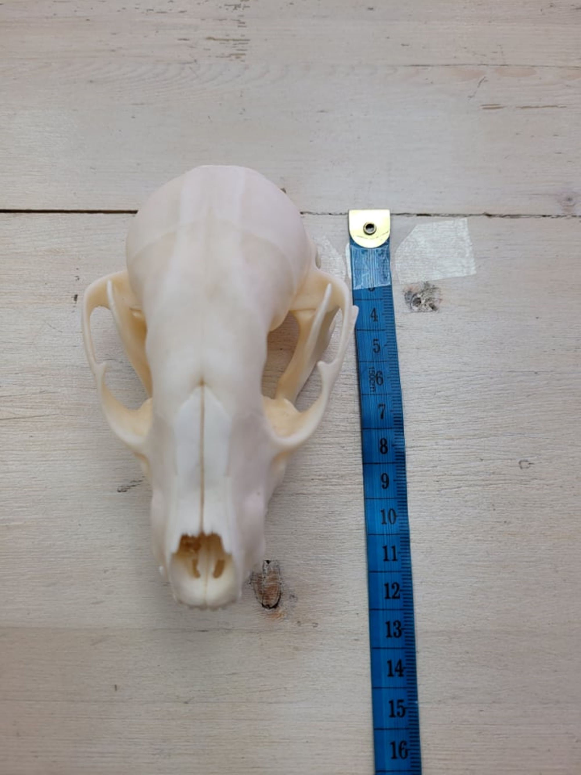 漂白されたアライグマの頭蓋骨 - Etsy 日本