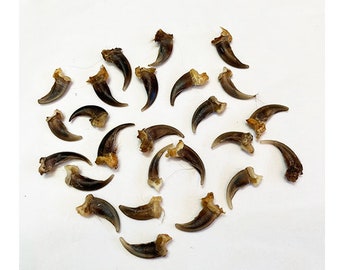 25 Forest fox claws / 25 Wild fox claws