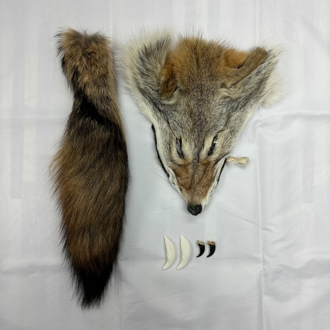 コヨーテ　coyote　爪（ブラック）20本セット コヨーテ coyote 爪（ブラック）20本セット Spurs coyote - Etsy 日本