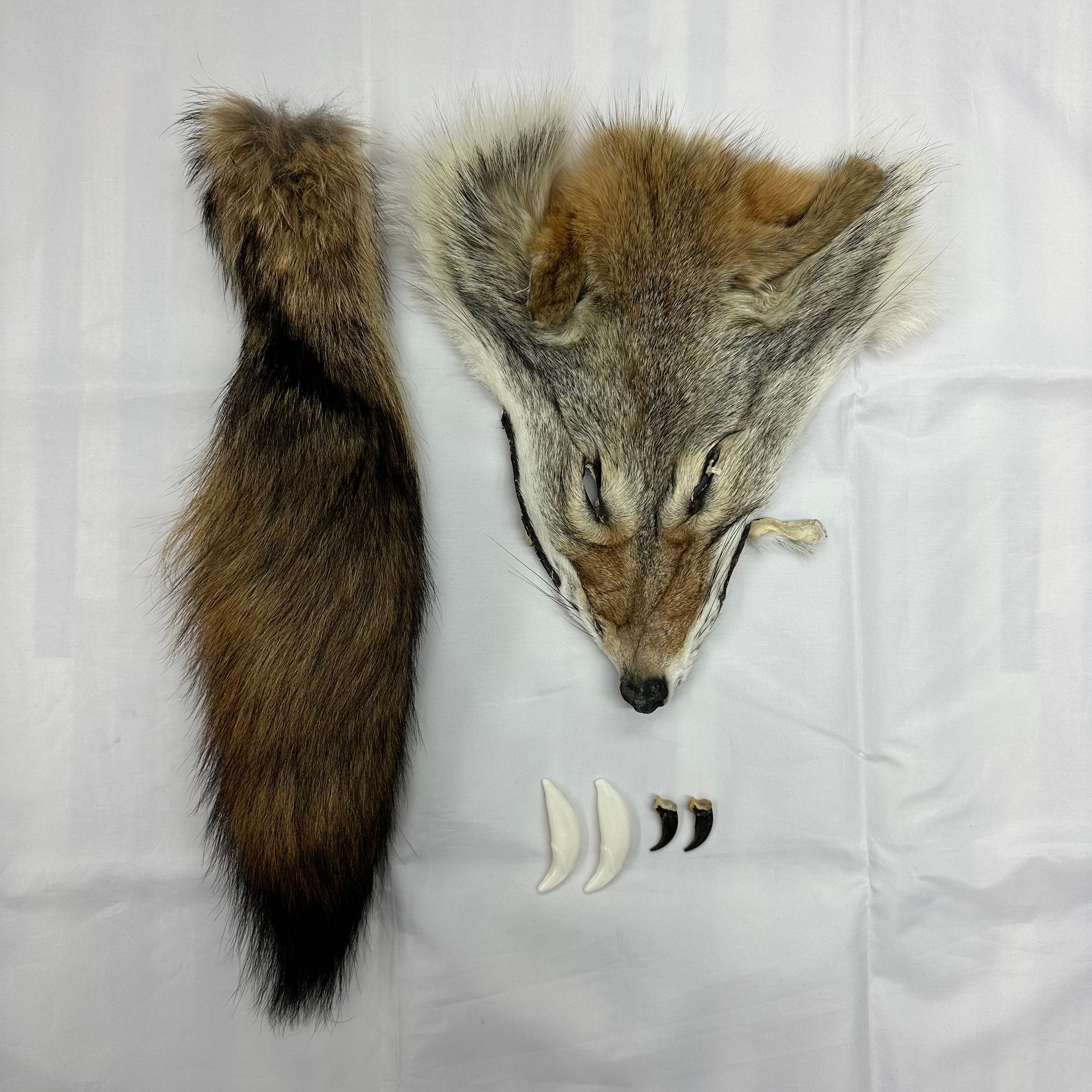 コヨーテ　coyote　爪 （ブラウン）20本セット コヨーテ coyote 爪 20本セット（ブラウン） 【公式通販】