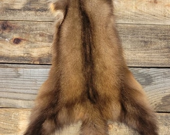 American marten skin