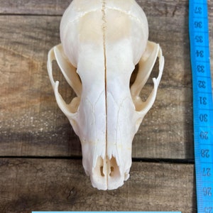 高品質！アメリカ産　アライグマ（ラクーン）頭骨（大） 高品質！アメリカ産 アライグマ（ラクーン）頭骨（大）
