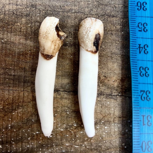 Moose tooth / Moose tooth