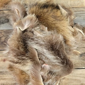 Raccoon scraps / Raccoon remnants