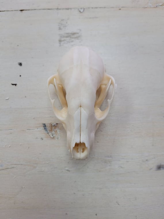 高品質！アメリカ産 アライグマ（ラクーン）頭骨（大） アライグマ