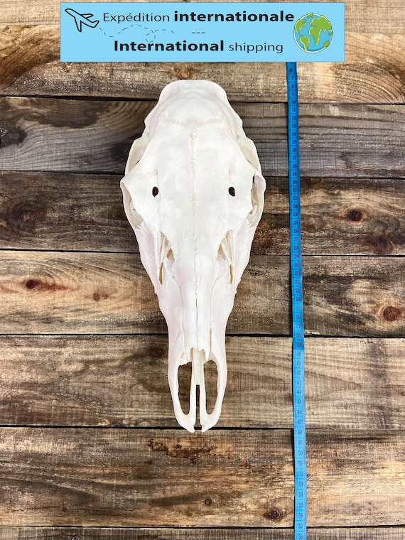 Red Deer Skull 