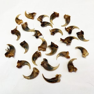 25 Griffes de pékan / 25 Fisher claws