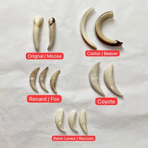 Mix de dents (2 orignal, 2 castor, 3 renard, 3 raton laveur, 2 coyote) / Teeth mix (2 moose, 2 beaver, 3 fox, 3 raccoon, 2 coyote)