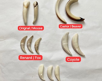 Teeth mix (2 moose, 2 beaver, 3 fox, 3 raccoon, 2 coyote) / Teeth mix (2 moose, 2 beaver, 3 fox, 3 raccoon, 2 coyote)