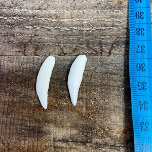 Dent de raton laveur / Raccoon tooth