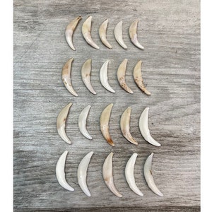 Peut inclure: Une collection de 18 dents d'animaux blanches naturelles, probablement de canidés, disposées en rangées sur une surface en bois brun clair.