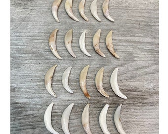 20 Forest fox teeth / 20 Wild fox teeth