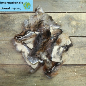 Beaver remnants / Beaver remnants
