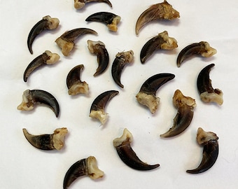 20 Coyote Claws / 20 Coyote claws