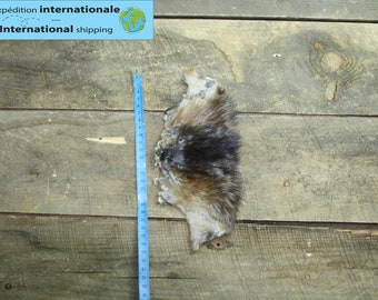 Muskrat head